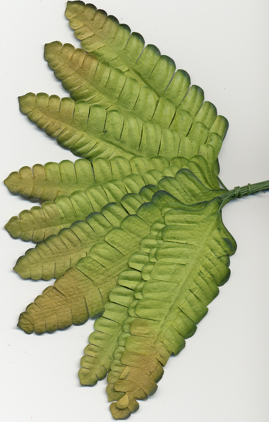 Fine Fern Leaves - 1.5" - stem